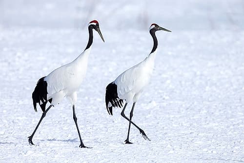 Japan-Hokkaido-Kushiro Two red-crowned cranes begin a courtship dance Wildlife Print